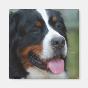 Söt Bernese magnet