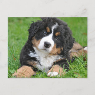 Söt Bernese Mountain Dog-valp Vykort