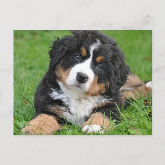 Söt Bernese Mountain Dog-valp Vykort (Framsida)