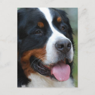 Söt Bernese vykort