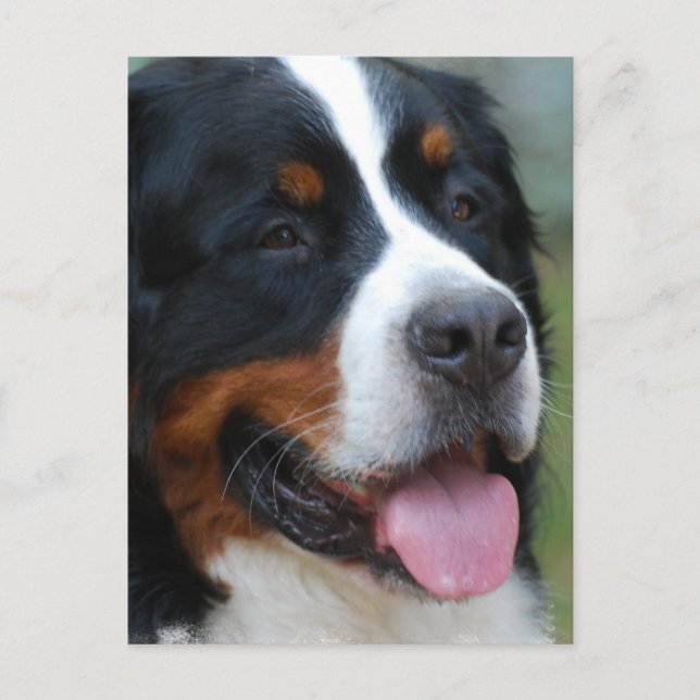 Söt Bernese vykort (Framsida)