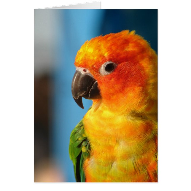 Söt Bird Colorful Blank Inside Greeting Card Hälsningskort (Framsidan)