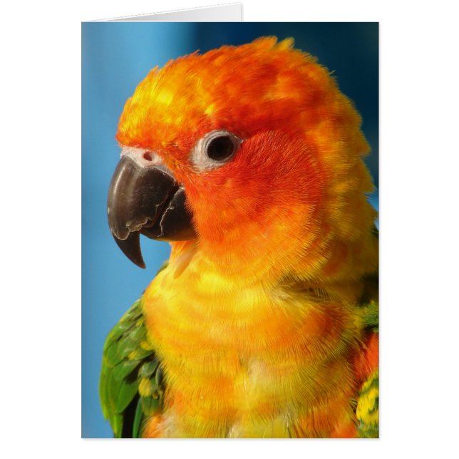 Söt Bird Hälsningskort (Framsidan)