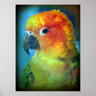 Söt Bird Poster