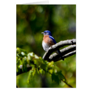 Söt Bird! Skicka en sjömil Hälsningskort