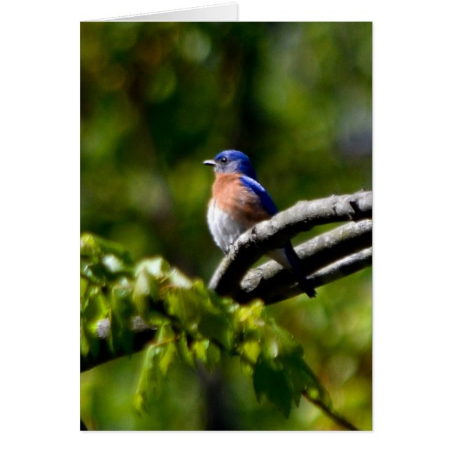 Söt Bird! Skicka en sjömil Hälsningskort (Framsidan)