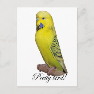 Söt Bird-vykort Vykort