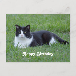 Söt Black and White Tuxedo Cat Photo Birthday Vykort