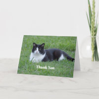 Söt Black and White Tuxedo Cat Photo