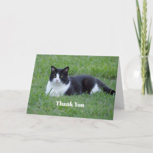Söt Black and White Tuxedo Cat Photo Tack Kort