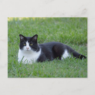 Söt Black and White Tuxedo Cat Photo Vykort