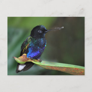 Söt Black, Blue och Grönt Hummingbird Vykort