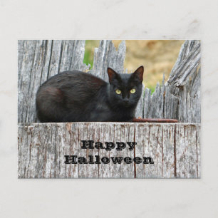 Söt Black Cat Log Photo Halloween Vykort
