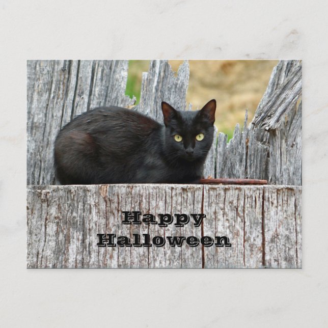 Söt Black Cat Log Photo Halloween Vykort (Framsida)