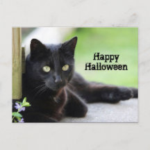 Söt Black Cat Photo Halloween
