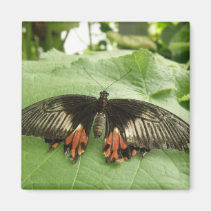 Söt Black Red and Guld Butterfly Magnet