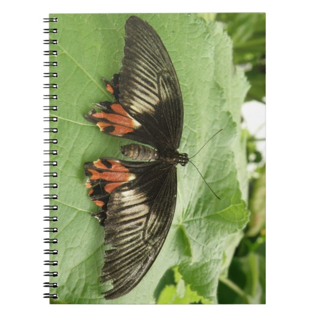 Söt Black Red and Guld Butterfly Notebook Anteckningsbok (Framsidan)