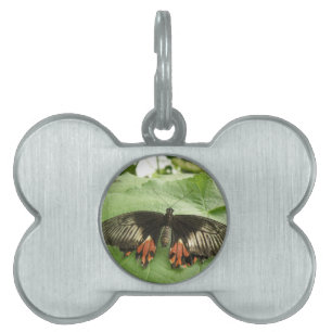 Söt Black Red and Guld Butterfly Pet Tag Namnbricka Husdjur