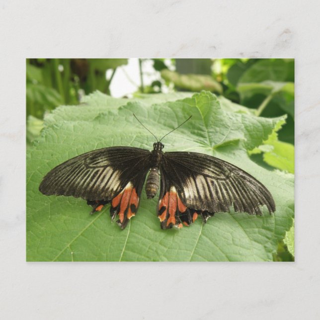 Söt Black Red and Guld Butterfly Postcard Vykort (Framsida)