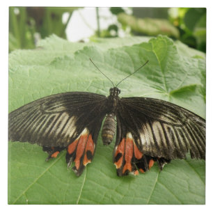 Söt Black Red and Guld Butterfly Tile Kakelplatta