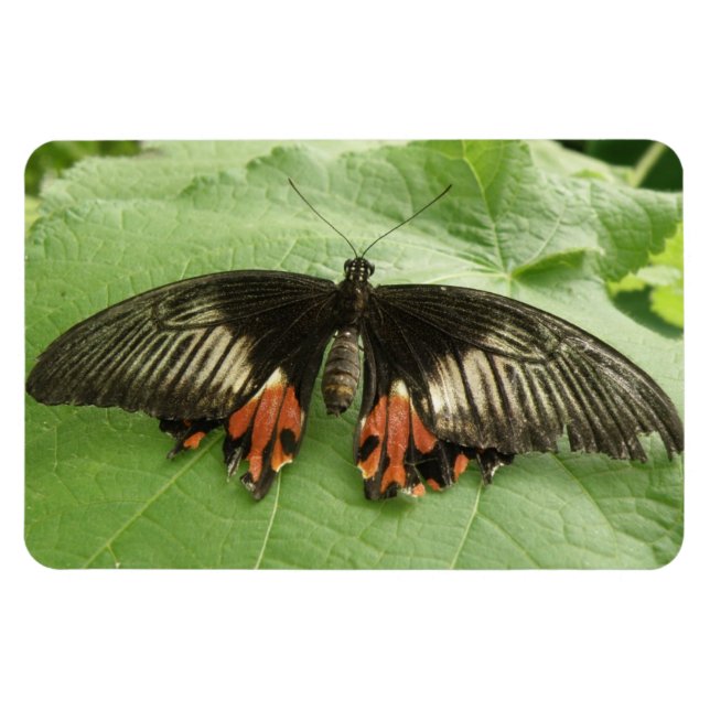 Söt Black Red och Guld Butterfly Flexi Magnet (Horisontell)