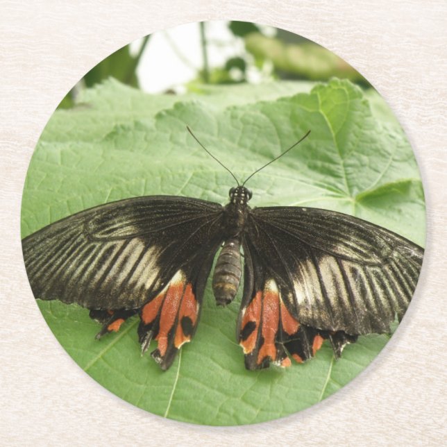 Söt Black Red och Guld Butterfly Papper Underlägg Rund (Framsidan)