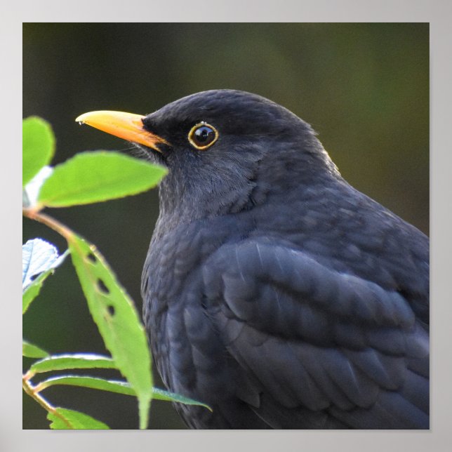 Söt Blackbird Poster (Framsidan)