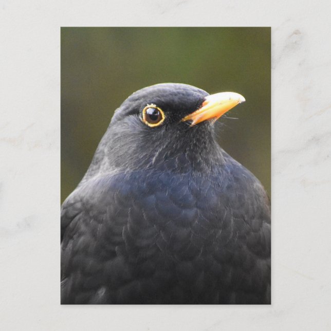 Söt Blackbird Vykort (Framsida)