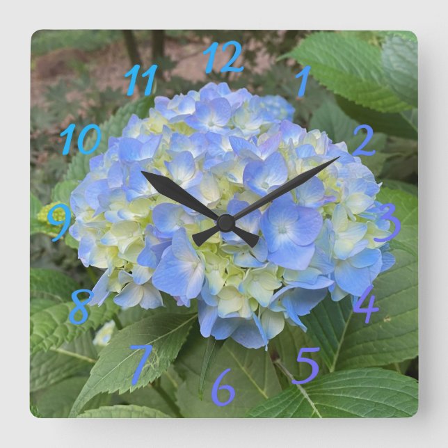 Söt Blek Blue Mophead Hydrangea Numeral Clock Fyrkantig Klocka (Framsida)