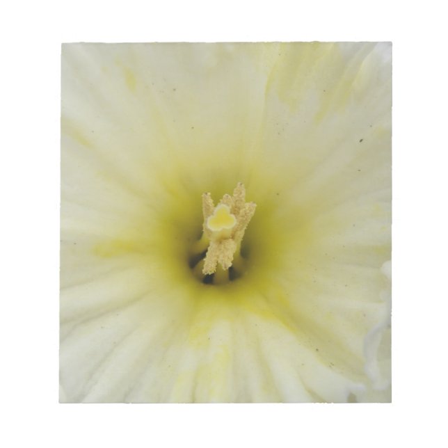 Söt Blek Daffodil Daffodil Anteckningsblock (Framsida)
