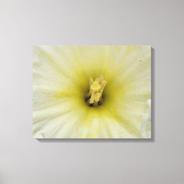 Söt Blek Daffodil Kanvastryck (Framsida)