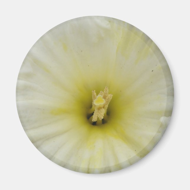 Söt Blek Daffodil Magnet (Framsidan)