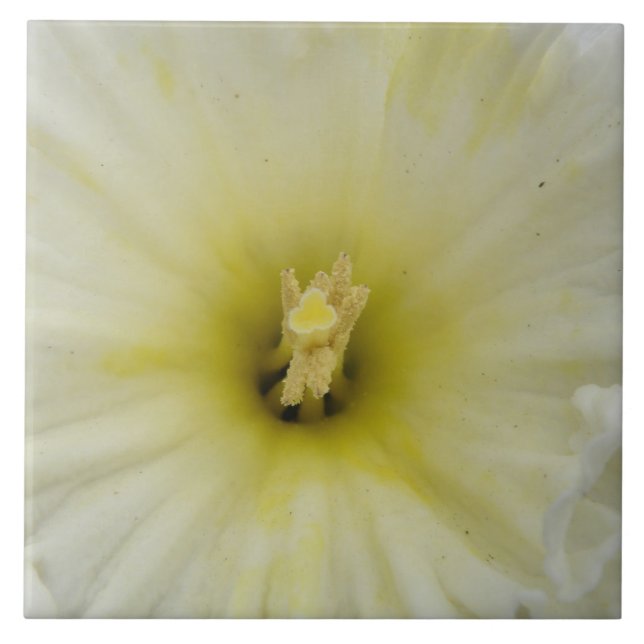 Söt Blek Daffodil Tile Kakelplatta (Framsidan)