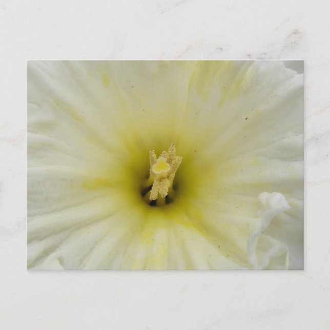 Söt Blek Daffodil vykort (Framsida)