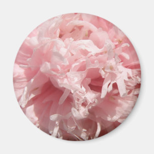 Söt Blek Rosa Poppy Magnet