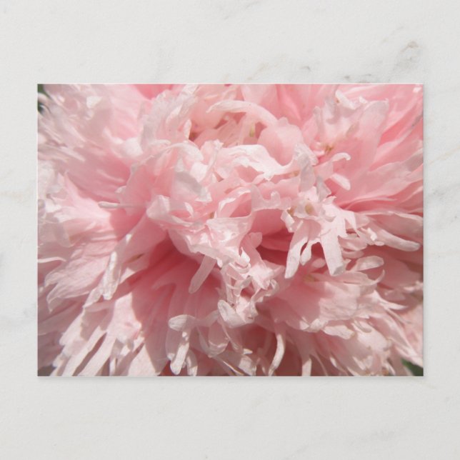 Söt Blek Rosa Poppy Postcard Vykort (Framsida)