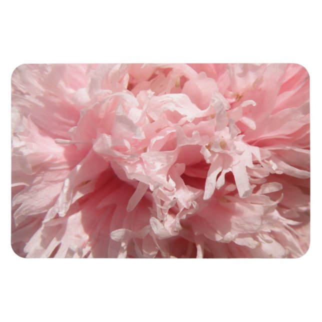 Söt Blek Rosa Poppy Premium Magnet (Horisontell)