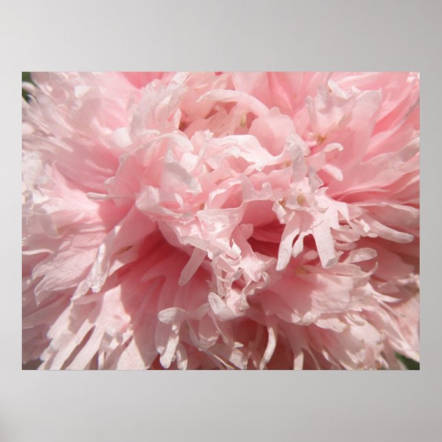 Söt Blek Rosa Poppy Print Poster (Framsidan)