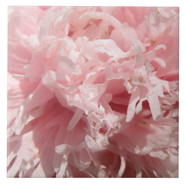 Söt Blek Rosa Poppy Tile Kakelplatta (Framsidan)