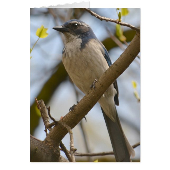 Söt Blue Bird Hälsningskort (Framsidan)