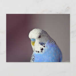 Söt Blue Budgie Photo Postcard Vykort