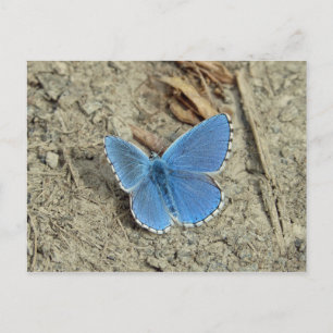 Söt Blue Butterfly Photo Vykort