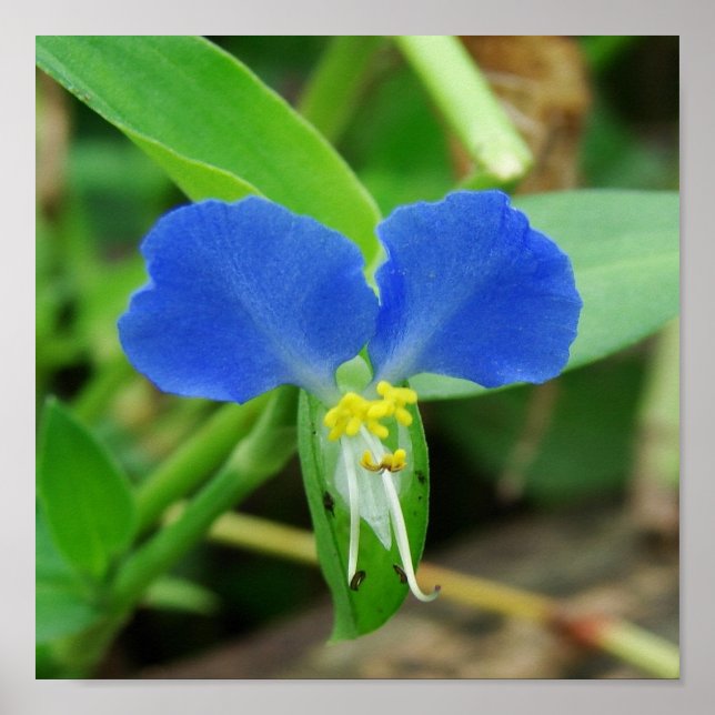 Söt Blue Flower Square Skörd Poster (Framsidan)