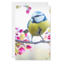 Söt Blue & Gult Bird på ett foto av Gren