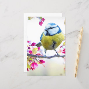 Söt Blue & Gult Bird på ett foto av Gren