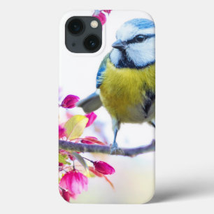 Söt Blue & Gult Bird på ett foto av Gren