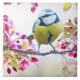 Söt Blue & Gult Bird på ett foto av Gren Kakelplatta