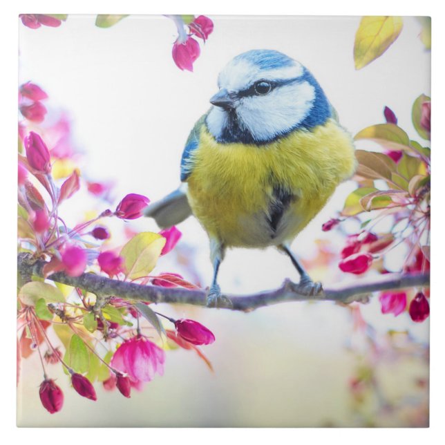 Söt Blue & Gult Bird på ett foto av Gren Kakelplatta (Framsidan)