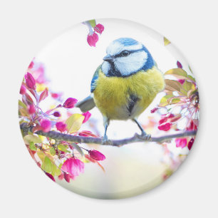 Söt Blue & Gult Bird på ett foto av Gren Magnet