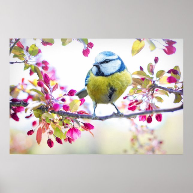 Söt Blue & Gult Bird på ett foto av Gren Poster (Framsidan)